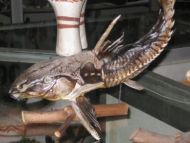 Original praeparierter Turushuqui Fisch aus dem Amazonas in Peru